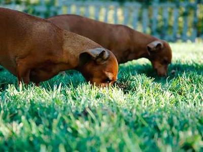 Zendesk Signals by Usercall